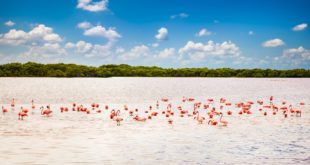 Flamingos in der Lagune des Rio Lagartos, Yucatán, Mexiko
