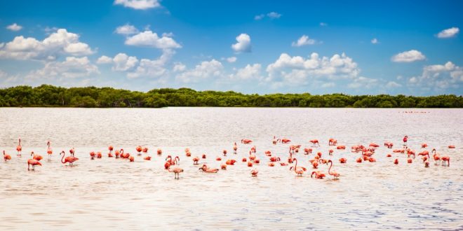 Flamingos in der Lagune des Rio Lagartos, Yucatán, Mexiko