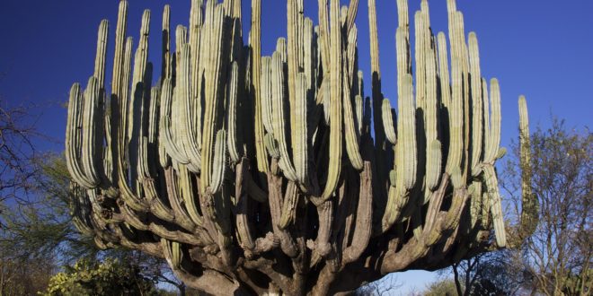 Kandelaber Kakteen in der Sonora-Wüste, Mexiko