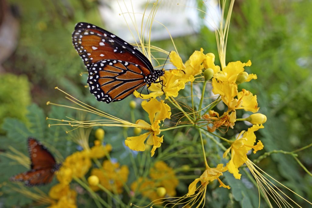 Zarter Monarchfalter auf Nahrungssuche, Mexiko