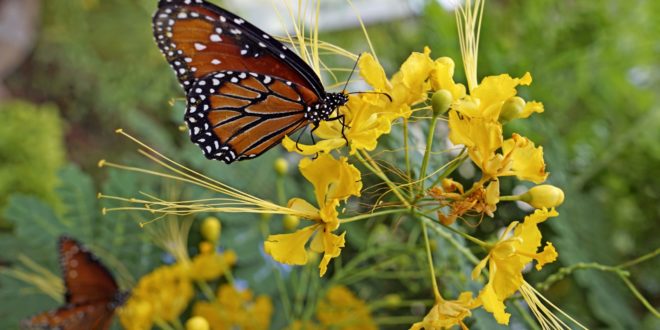 Zarter Monarchfalter auf Nahrungssuche, Mexiko